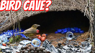 Bowerbirds' Love Decorating !