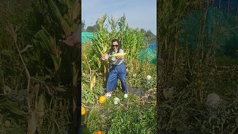 Allotment Update Oct 2023 - Think We Will Be Handing The Keys Back Giving Up - One Last Harvest