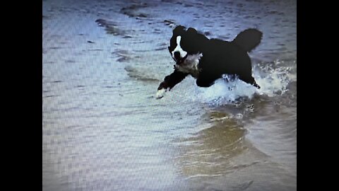 dog in the sea, jumping slowly.