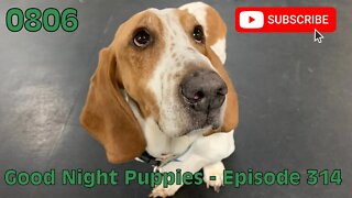 [0806] GOOD NIGHT PUPPIES - EPISODE 314 [#dogs #doggos #doggies #puppies #dogdaycare]