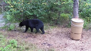 16 yr Old Corban Shoots a P&Y bear on first night of bear hunt