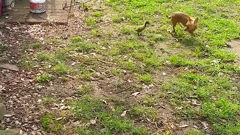 "Duckling Chases Chihuahua Who Doesn't Wanna Be Bothered"
