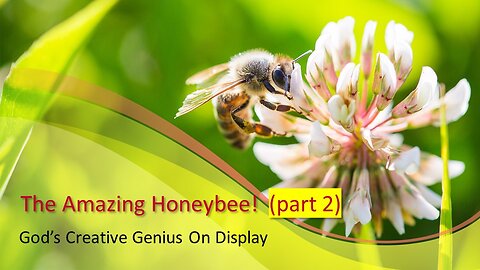The Amazing Honeybee, part 2