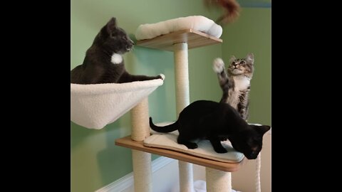 Kitten Cam! // Adoption-Ready // Non-profit Animal Rescue