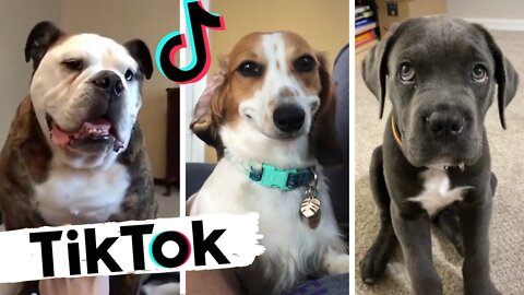 Funny Dogs of TikTok Part #6 🐶