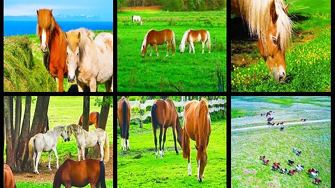 Most Beautiful Horses Video Collections In Iceland | Horses Farm In Iceland | Animal's Galaxy