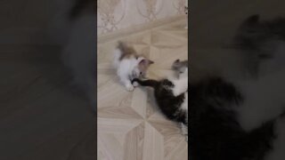 Котята, играющие друг с другом