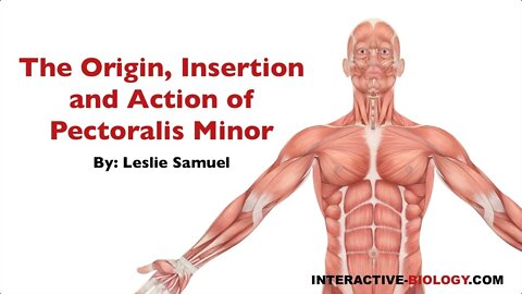 083 The Origin, Insertion, and Action of Pectoralis Minor