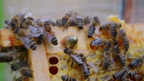 Comment les abeilles fabriquent la cire ? @L'univers d'apiculture, The world of beekeeping