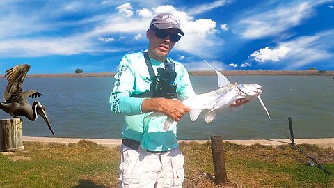 Pelican steals my expensive rod and reel fishing Aransas pass