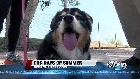 PACC offers safety tips to keep your pet cool during triple-digit temperatures