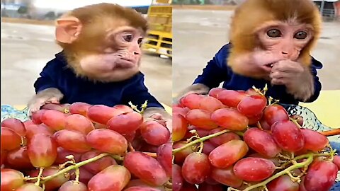 funny monkey | funny monkey videos | funny animal videos