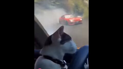 have you ever seen a cat driving? and more please don't pass the veideo
