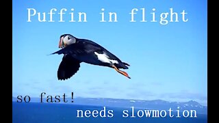 Puffin in flight looking at the camera in Iceland