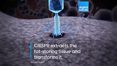 Trim the fat with gene-editing!
