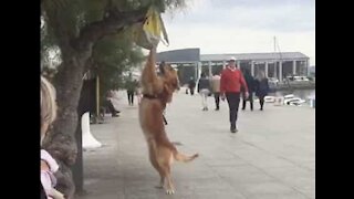 Cão visto a treinar boxe com uma mochila