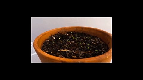 TimeLapse of Plant for 30 days