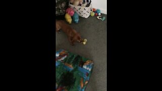 Dachshund finding his Easter Eggs!!