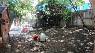 My Backyard Chickens - Episode 109