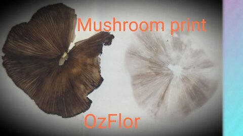 Mushrooms closeup look