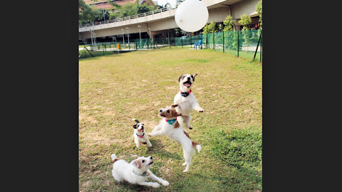 Jack Russells thrilled for epic balloon playtime