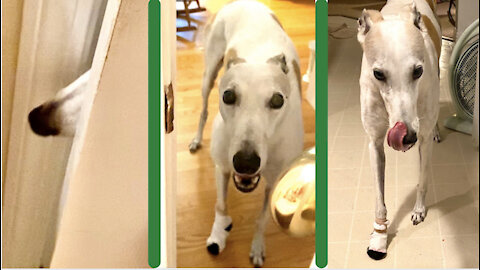 Needy Greyhound in Baby Sock Barges into Bathroom