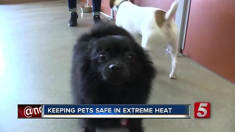 Camp Bow Wow Smyrna Reminds Pet Owners To Keep Canines Cool As Temps Soar