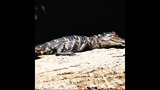 blackwater creek gators and wildlife