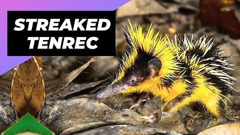 Streaked Tenrec 🦔 One Of The Cutest And Rarest Animals In The Wild #shorts