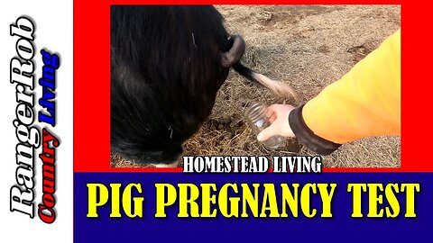 Did This Idaho Pasture Pig Just Take a Pregnancy Test?