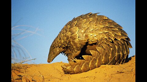 Pangolins and Aardvarks Search for Termites |4K | Seven Worlds One Planet | BBC Earth