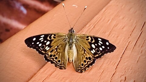 Hackberry Emperor Butterfly (Asterocampa celtis)