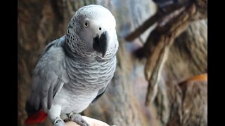 No one's at the door - this parrot just loves to knock!