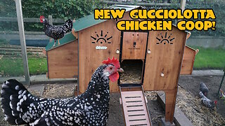 New Cucciolotta chicken coop