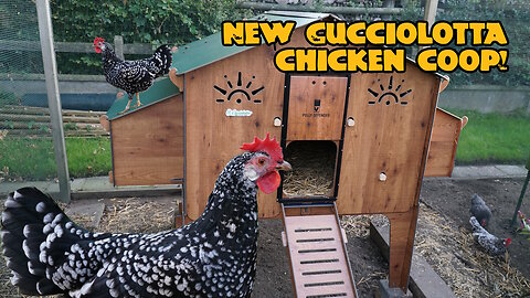 New Cucciolotta chicken coop