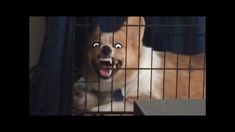 Try Not To Laugh | Funny Pet Video Compilation 2024- part 2