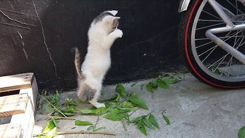 Tree leaf stealth, rubber riding new construction(35day old cat - part5)