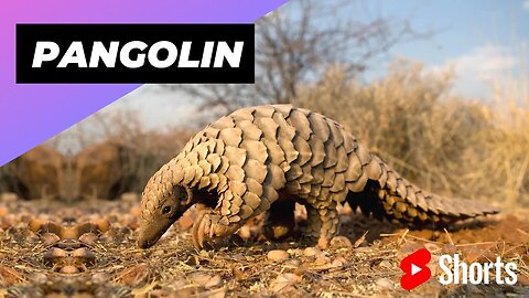Pangolin 🦔 One Of The Cutest And Most Exotic Animals In The World #shorts