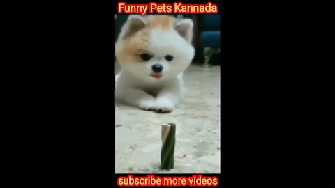 Funny cute dog playing in the ground video/ viral video