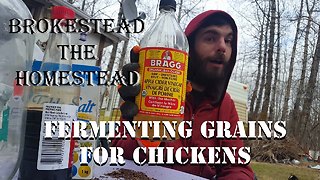 Fermenting Grains For Chickens Brokestead the Homestead