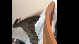Funny Cat giving trouble again