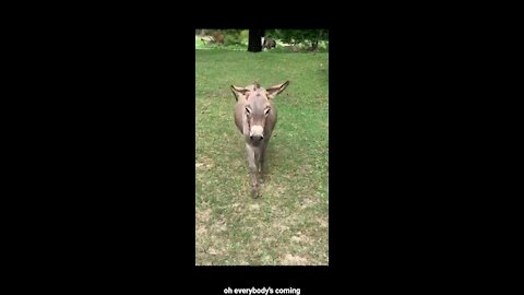Girl Calls For A Little Donkey To Come Out And He Happily Runs At Her To Play