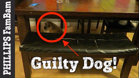 GUILTY DOG tries to hide under table CAUGHT PEEING