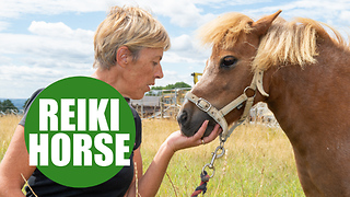 A faith healer performing Reiki on HORSES