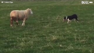 Un mouton énervé se bat avec un berger allemand