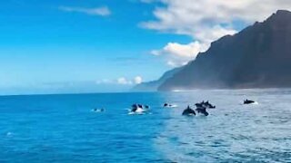 Hundreds of dolphins join tourists on boat ride!