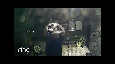No Superstition Here! Neighborhood Cat Comes By To Say Hello Via Ring Video Doorbell