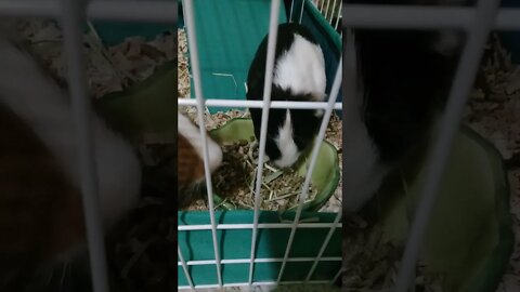 Guinea Pigs Having a Snack