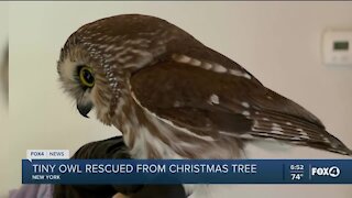 Owl rescued from Rockefeller Center tree