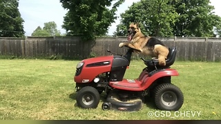 Super cool German Shepherd helps mow the lawn